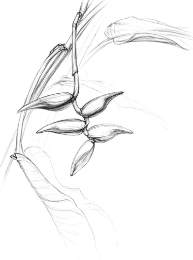Bananenblüte